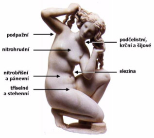 Obrázek 2. Oblasti mízních uzlin těle.