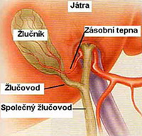 Schéma žlučových cest