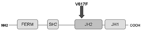 Obrázek 1. Schéma genu pro protein JAK 2, který hraje důležitou roli při vzniku pravé polycytemie a dalších myeloproliferativních nemocí. Místo mutace V617F je označeno šipkou.